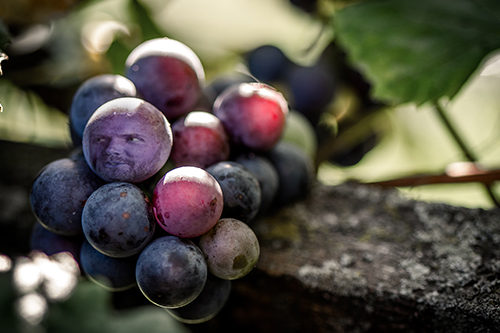 A grape that looks like Joel McHale