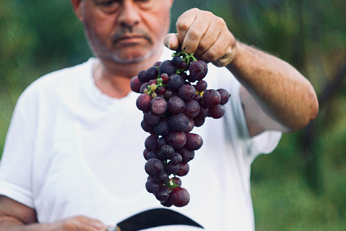 A grape that looks like Joel McHale